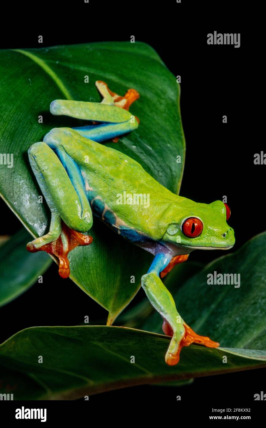 Ein rotäugiger Blattfrosch, Agalychnis callidyas, auf einem Blatt. Diese Frösche sind hauptsächlich nachtaktiv und schlafen tagsüber. Stockfoto