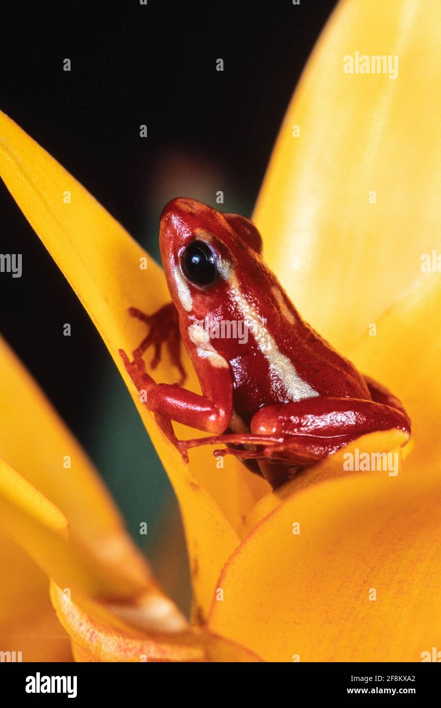 Der phantasmale Giftfrosch, Epipedobates tricolor, kommt nur in Ecuador vor und ist gefährdet. Stockfoto