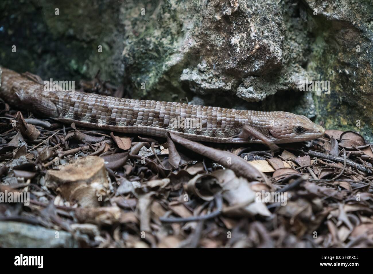 Die Texas Alligator Lizard, Gerrhonotus liocephalus, reicht von Zentral-Texas bis nach Mexiko. Stockfoto