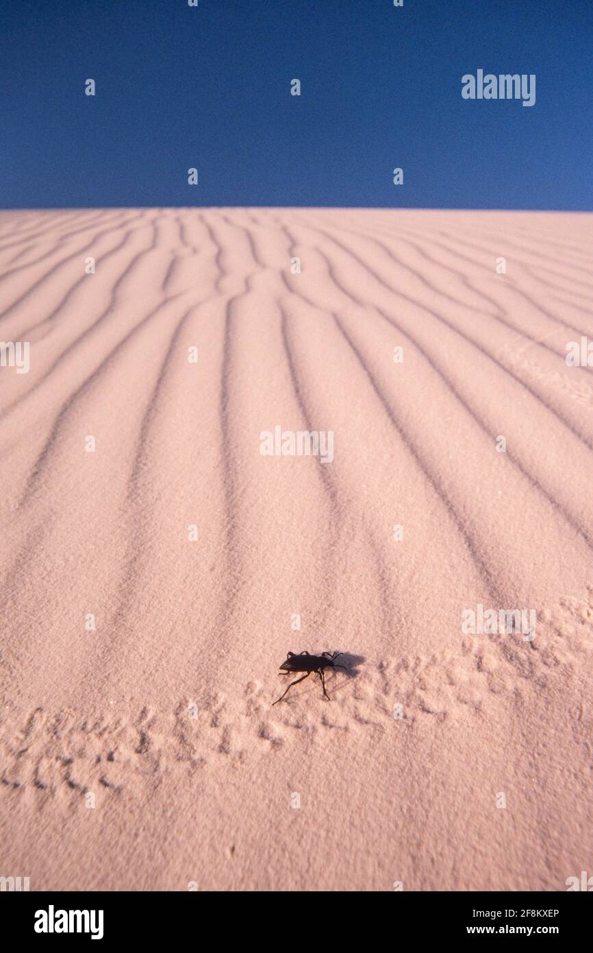 Eleodes obscurus, ein Pinakatkäfer oder Dunkelkäfer, macht Spuren in den Dünen im White Sands National Park, New Mexico. Stockfoto