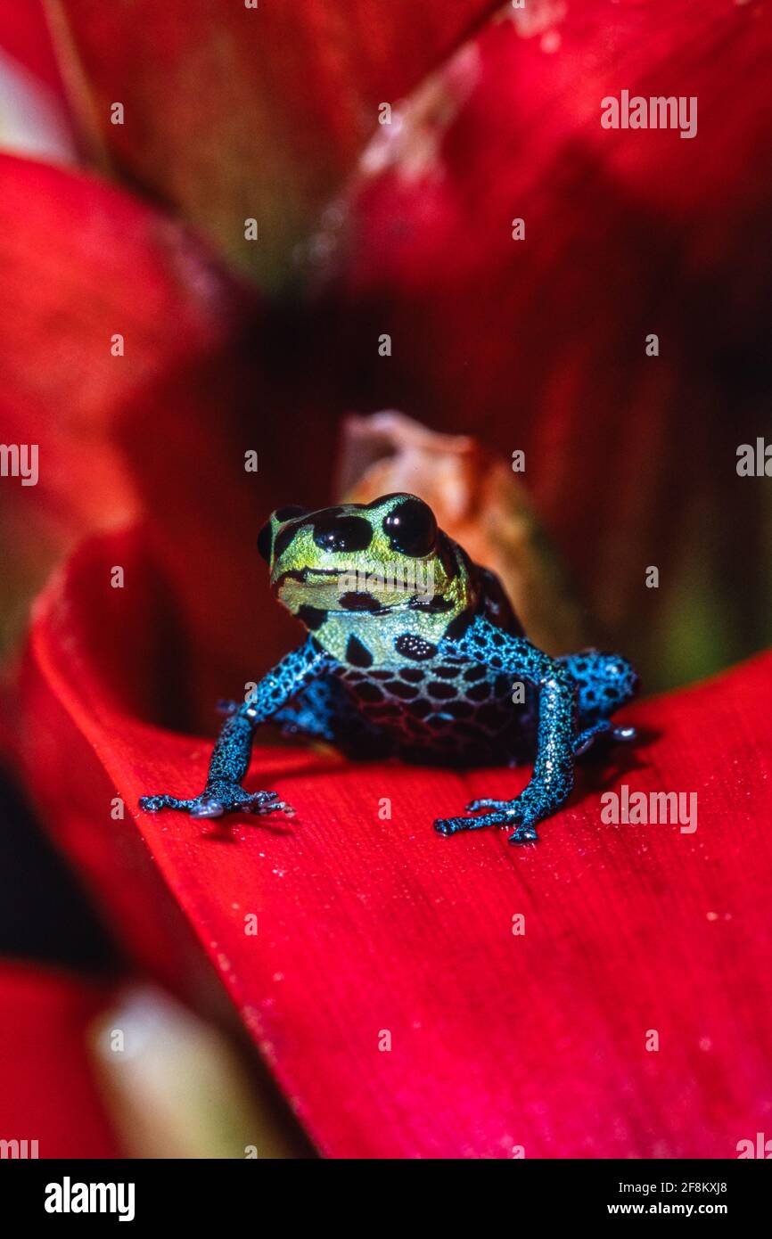 Der imitische Giftfrosch, Ranitomeya-Imitator, ehemals Dendrobates-Imitator, ist ein winziger Giftfrosch, der im Amazonas-Peru gefunden wurde. Stockfoto