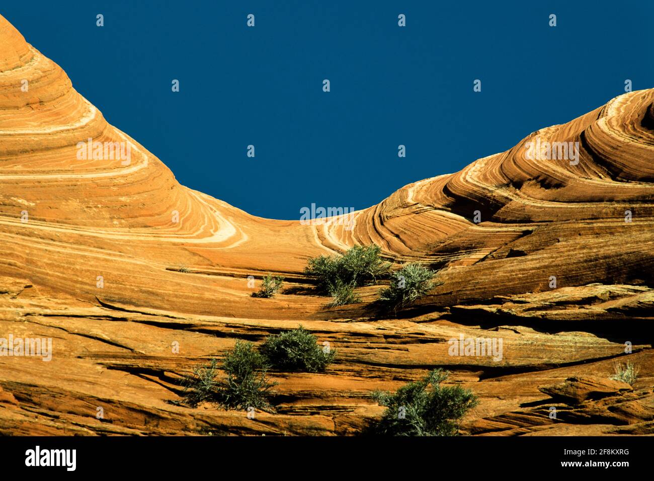 Streifenmuster im Navajo-Sandstein von North Coyote Buttes, Paria Canyon-Vermilion Cliffs Wilderness, Vermilion Cliffs National Monument, Arizona Stockfoto