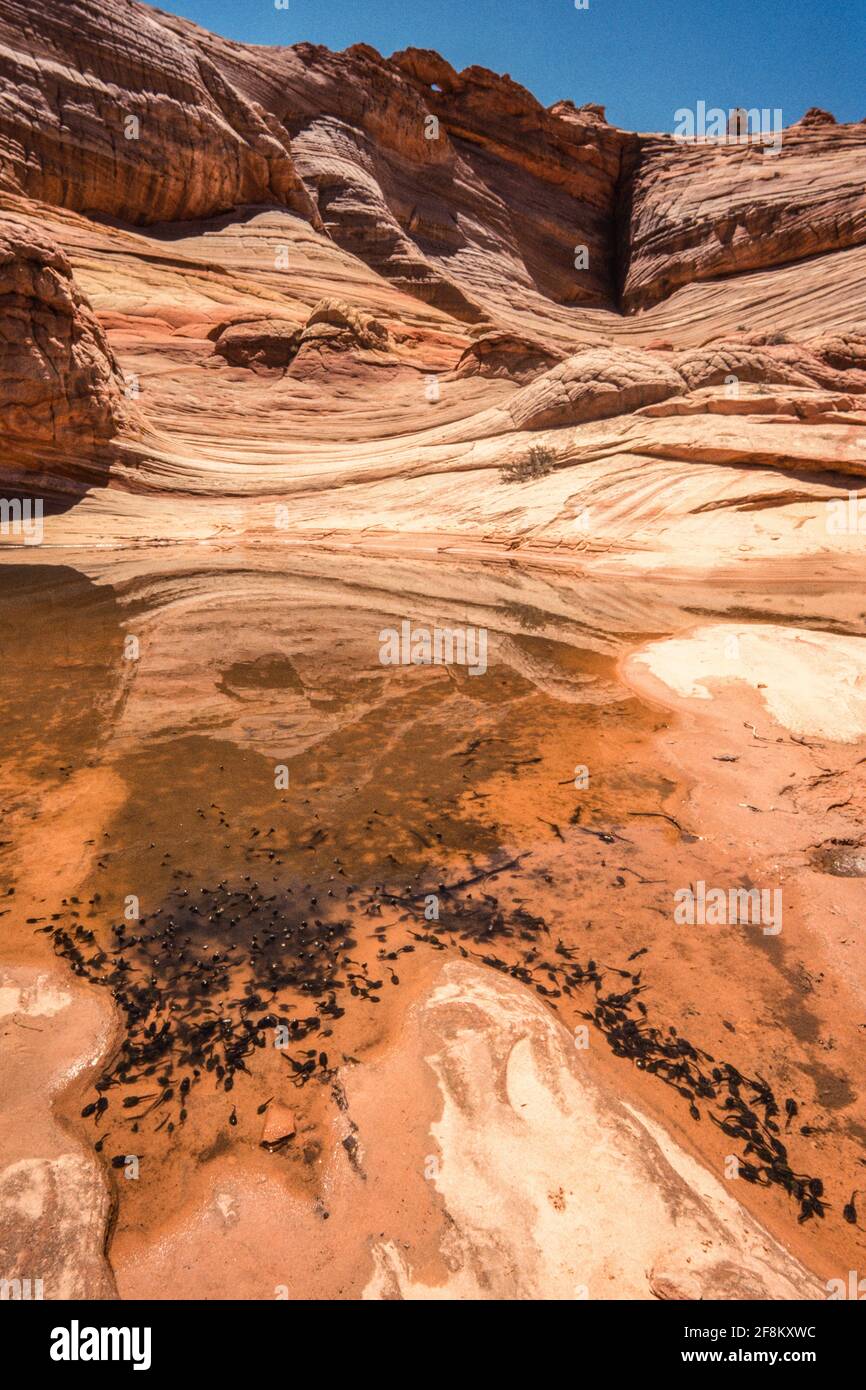 Hunderte von Kaulquappen der Rotfleckigen Kröte, Anaxyrus punctatus, in einem ephemeren Becken auf dem Slickrock in North Coyote Buttes, in der Nähe der Welle. Paria Stockfoto