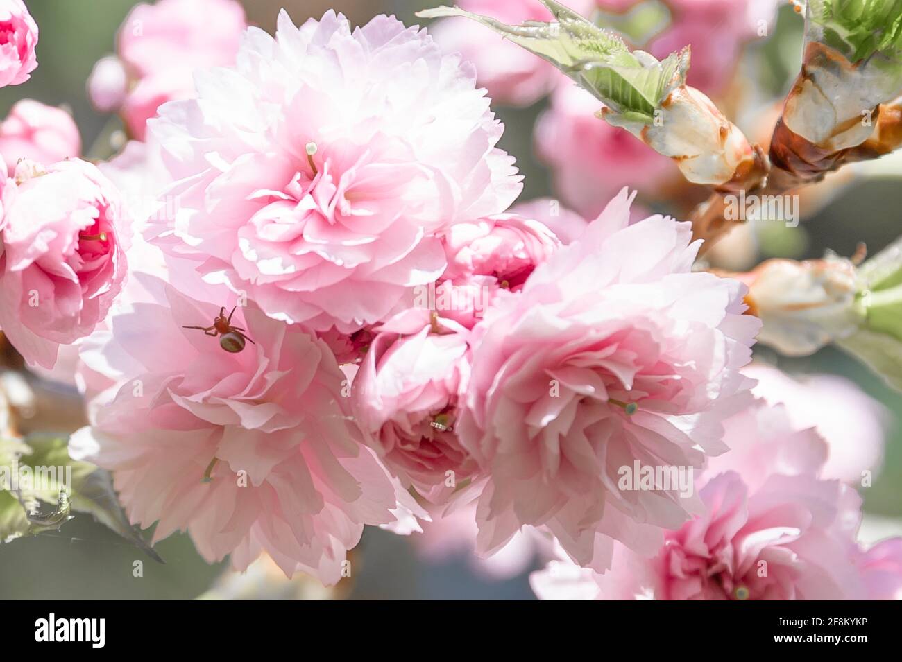 Japanische Kirschblüte in rosa mit Blütenknospen und jungen Blättern gegen den blauen Himmel. Stockfoto