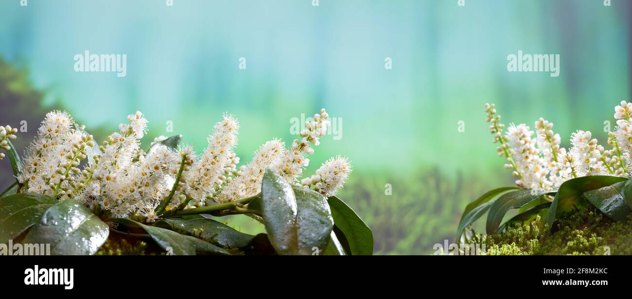 Prunus laurocerasus Blume im Wald Stockfoto