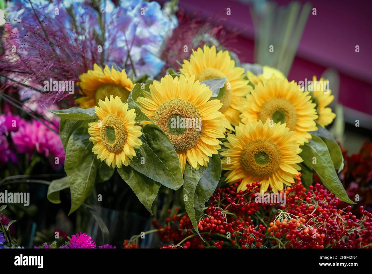 Bouquet von frischen Sonnenblumen, Herbstblumen, Beeren, rustikalen Sommer, Herbst, Lebhafter Hintergrund. Romantische Grußkarte Stockfoto