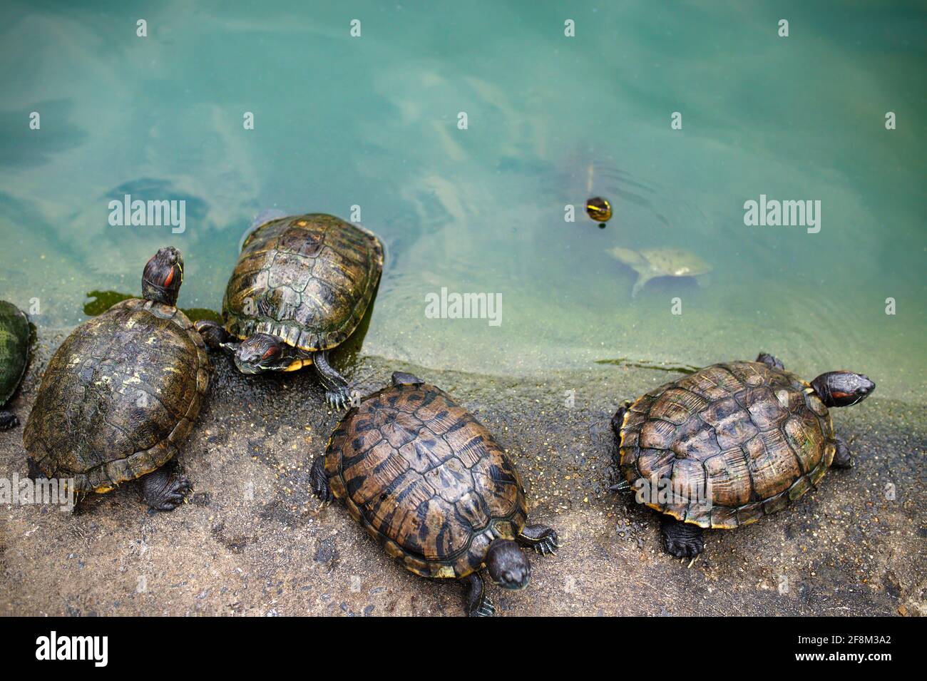 Schildkröten am See Stockfoto