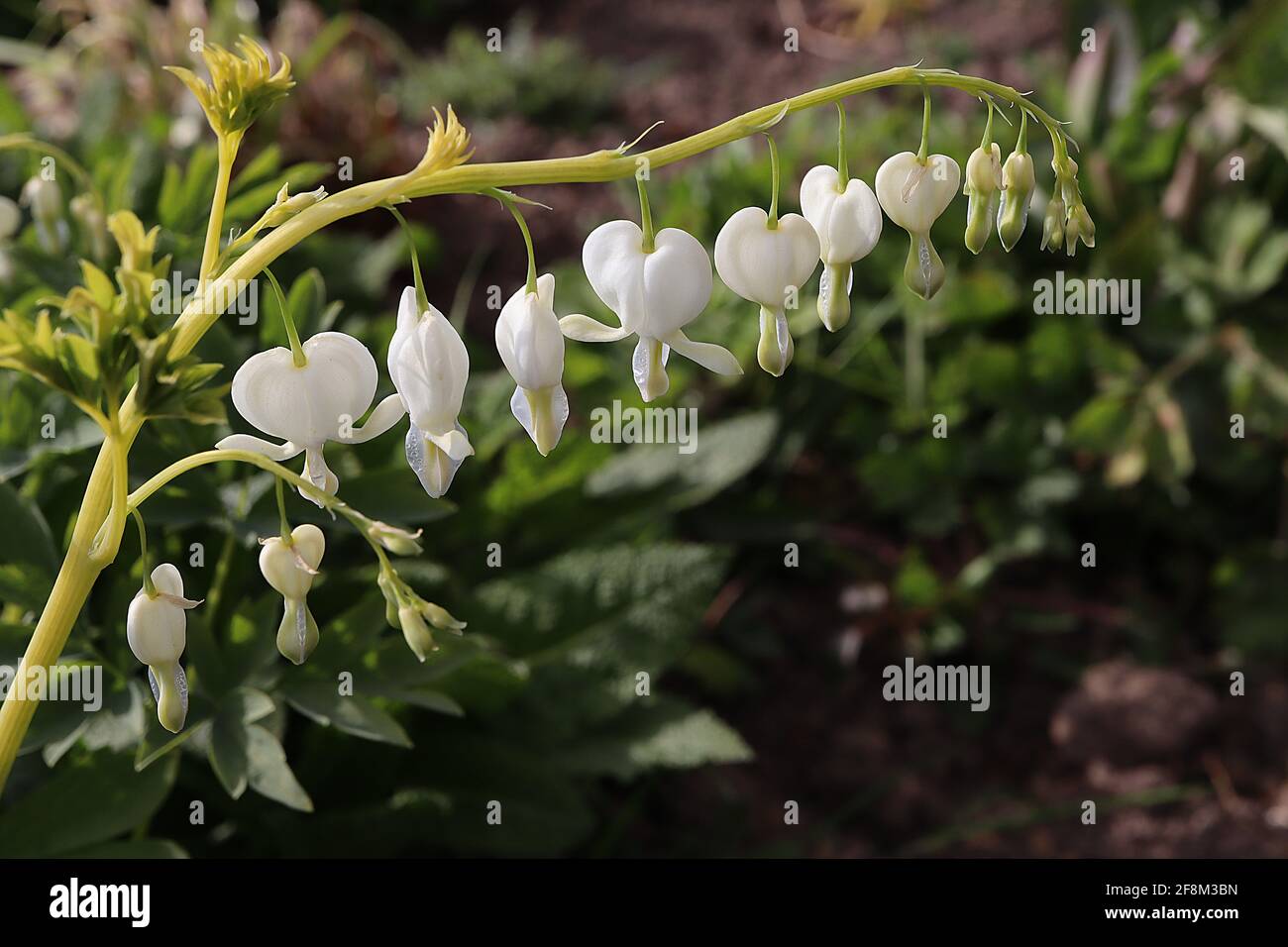 Lamprocapnos spectabilis ‘Alba’ Dicentra spectabilis Alba – weiße herzförmige Blüten mit farnem Laub, April, England, Großbritannien Stockfoto