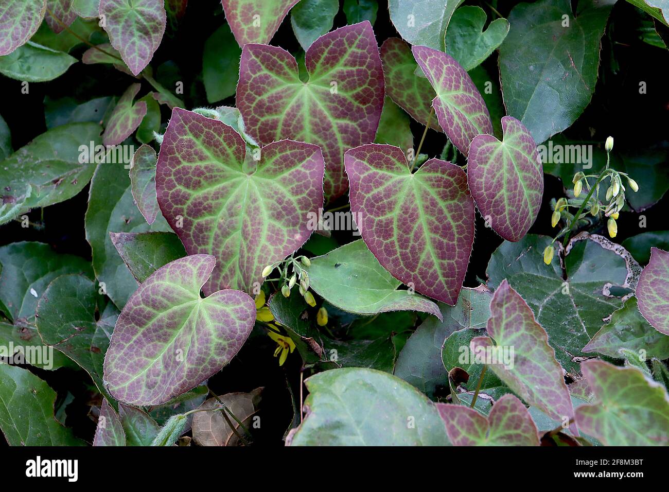 Epimedium x rubrum Bishop's Hut / rotes Barrenwort – nur Blätter, grüne herzförmige Blätter mit roten Reflexen, April, England, Großbritannien Stockfoto
