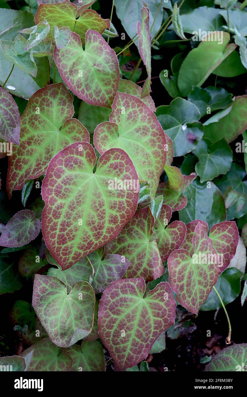 Epimedium x rubrum Bishop's Hut / rotes Barrenwort – nur Blätter, grüne herzförmige Blätter mit roten Reflexen, April, England, Großbritannien Stockfoto