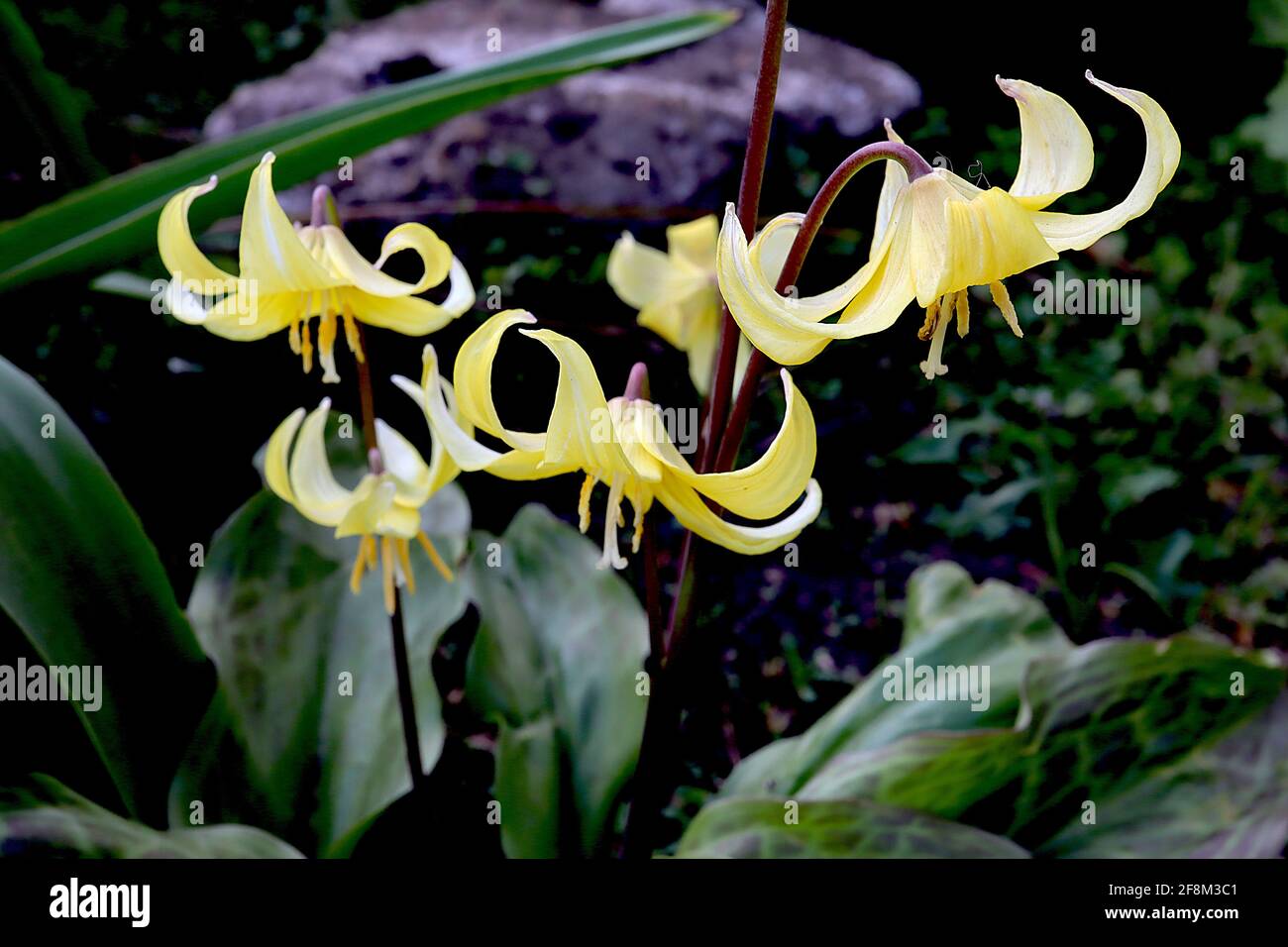 Erythronium ‘Pagode’ Dog’s Zahn violett – breite gelbe glockenförmige Blüten mit aufgebogenen Blütenblättern, April, England, Großbritannien Stockfoto