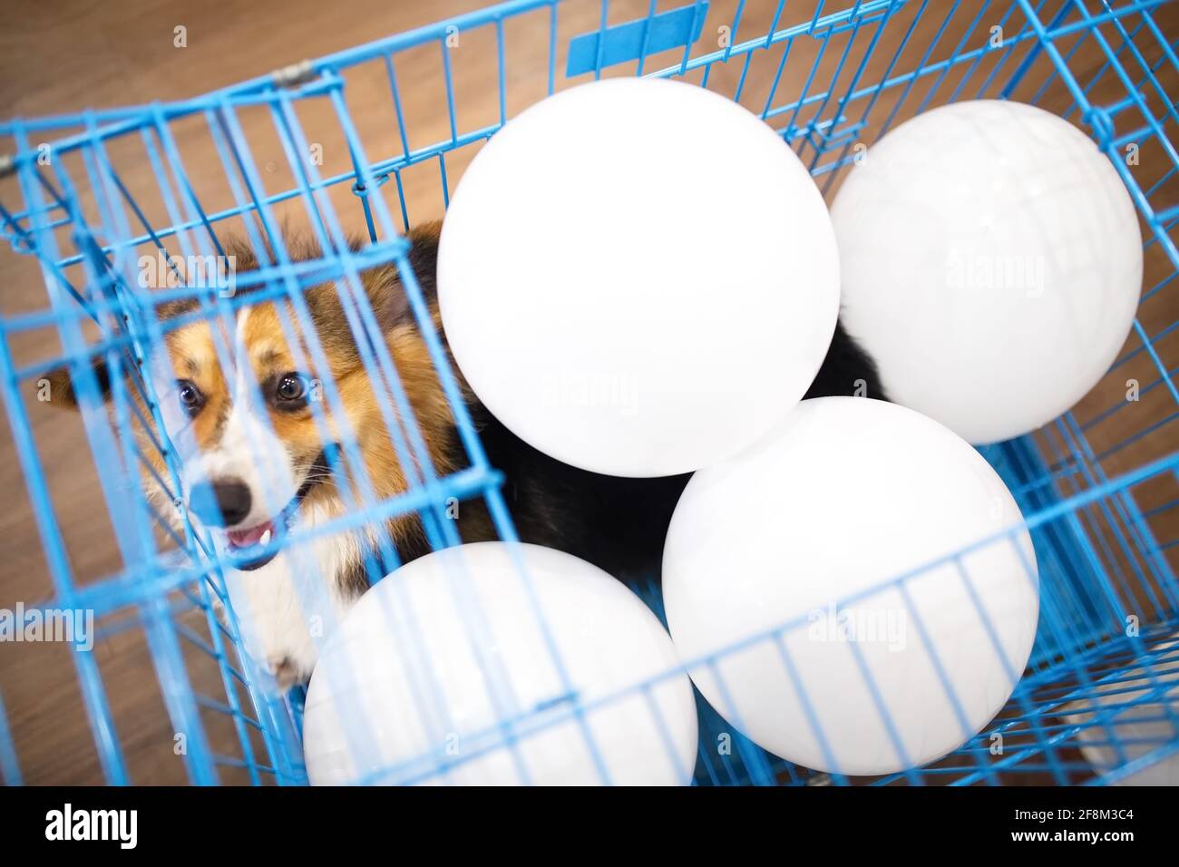 1 Jahr alter dreifarbiger Corgi Hund in einem blauen Käfig Mit weißen Luftballons im Inneren Stockfoto