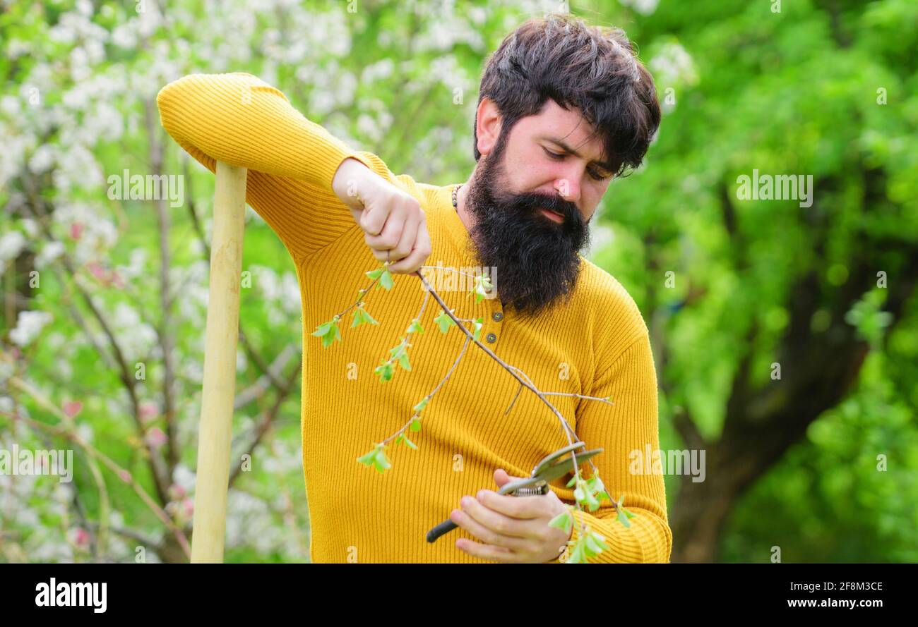 Frühling. Bauernhof. Landwirt, der im Garten arbeitet. Bärtiger Mann mit Gartenschere. Bärtiger Rüde mit Gartengeräten. Gärtnerarbeit. Stockfoto