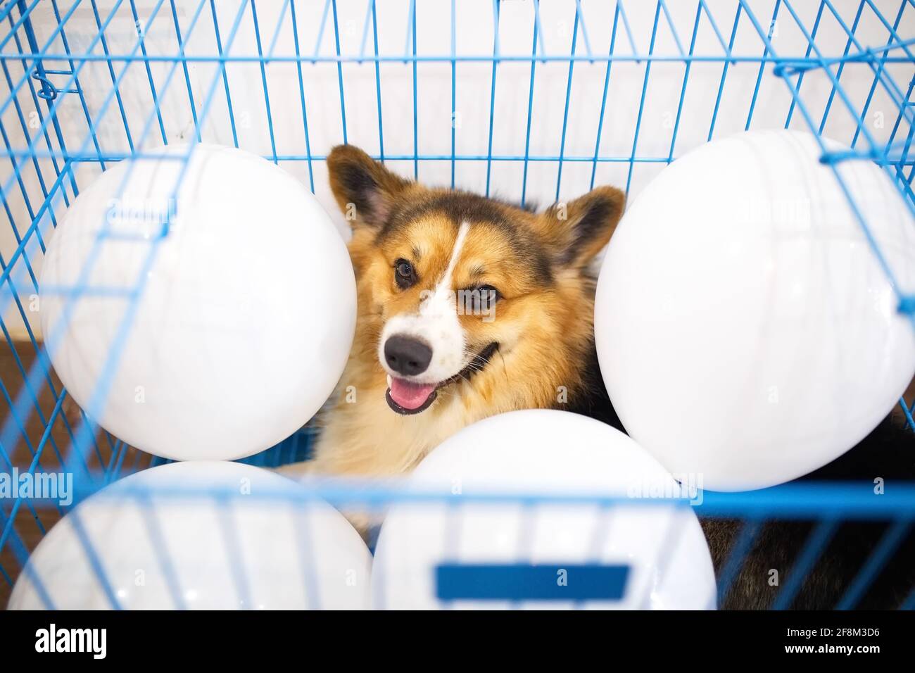 1 Jahr alter dreifarbiger Corgi Hund in einem blauen Käfig Mit weißen Luftballons im Inneren Stockfoto