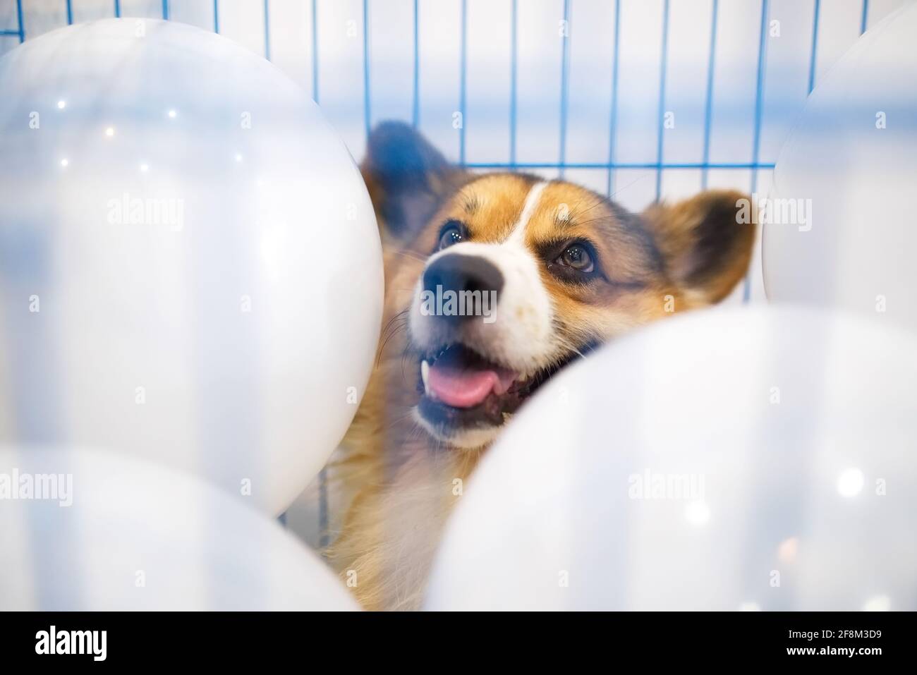 1 Jahr alter dreifarbiger Corgi Hund in einem blauen Käfig Mit weißen Luftballons im Inneren Stockfoto