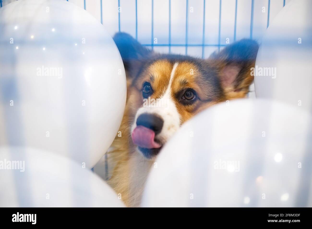 1 Jahr alter dreifarbiger Corgi Hund in einem blauen Käfig Mit weißen Luftballons im Inneren Stockfoto