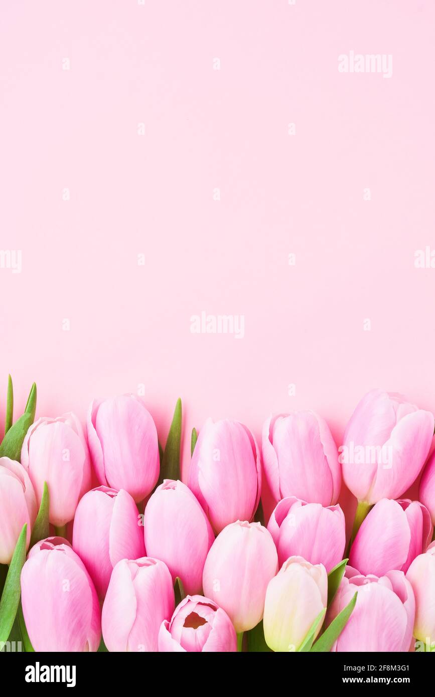 Rosa Tulpen blühen auf einem rosa Hintergrund, selektiver Fokus. Muttertag, Geburtstagsfeier Konzept. Flach liegend, Platz für Text kopieren Stockfoto