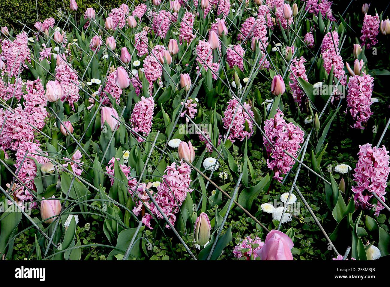 Tulipa ‘Pink Diamond’ Single Late 5 Pink Diamond Tulpe - hellrosa Blüten, dunkelrosa Flush, April, England, Großbritannien Stockfoto