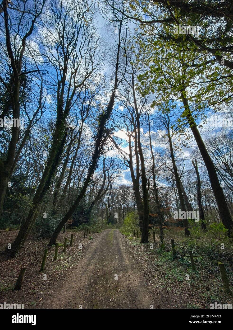 Eine Strecke, die im Frühling durch Wälder in Worcestershire führt. Stockfoto