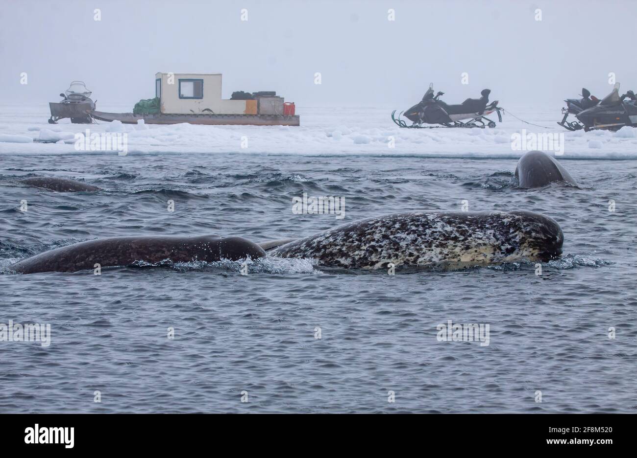 Narwal (Monodon monoceros) vor dem Schollen-Randeis der kanadischen Arktis in Admiralty Inlet, Baffin Island, Nunavut, Kanada. Todd Mintz Photography Stockfoto