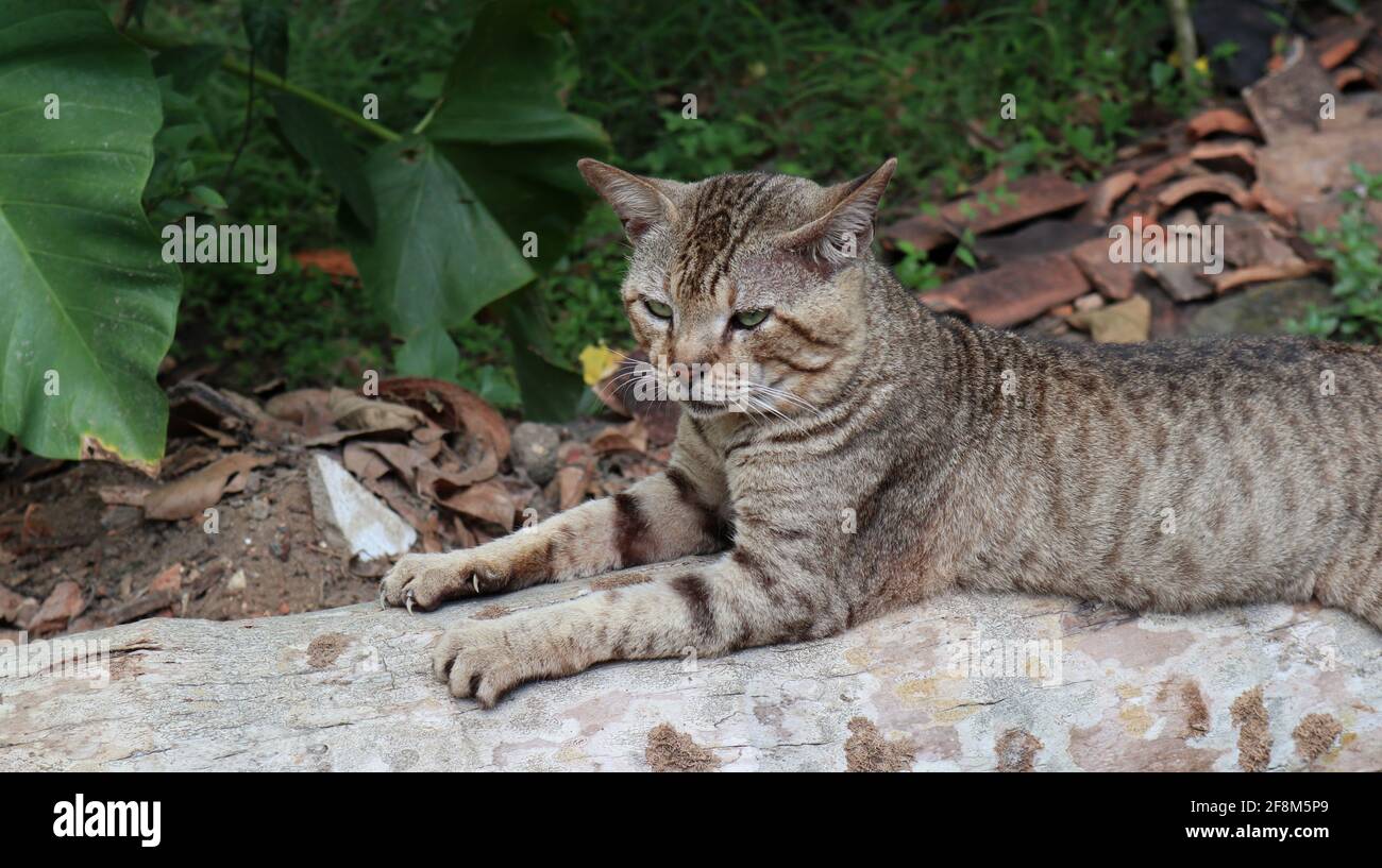 Nahaufnahme des vorderen Teils, einschließlich Gesicht und Hand Einer braunen Katze, die auf einer abgeschnittenen Kokosnuss ruht Baumstamm mit Stamm Stockfoto