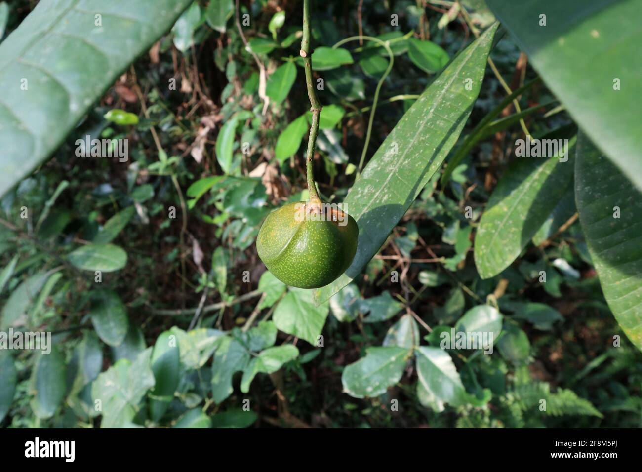 Eine grüne Farbe Eve's Apfel oder verbotene Frucht hängt von Der Stamm an sonnigen Tagen mit wenigen Blättern im Hintergrund Stockfoto