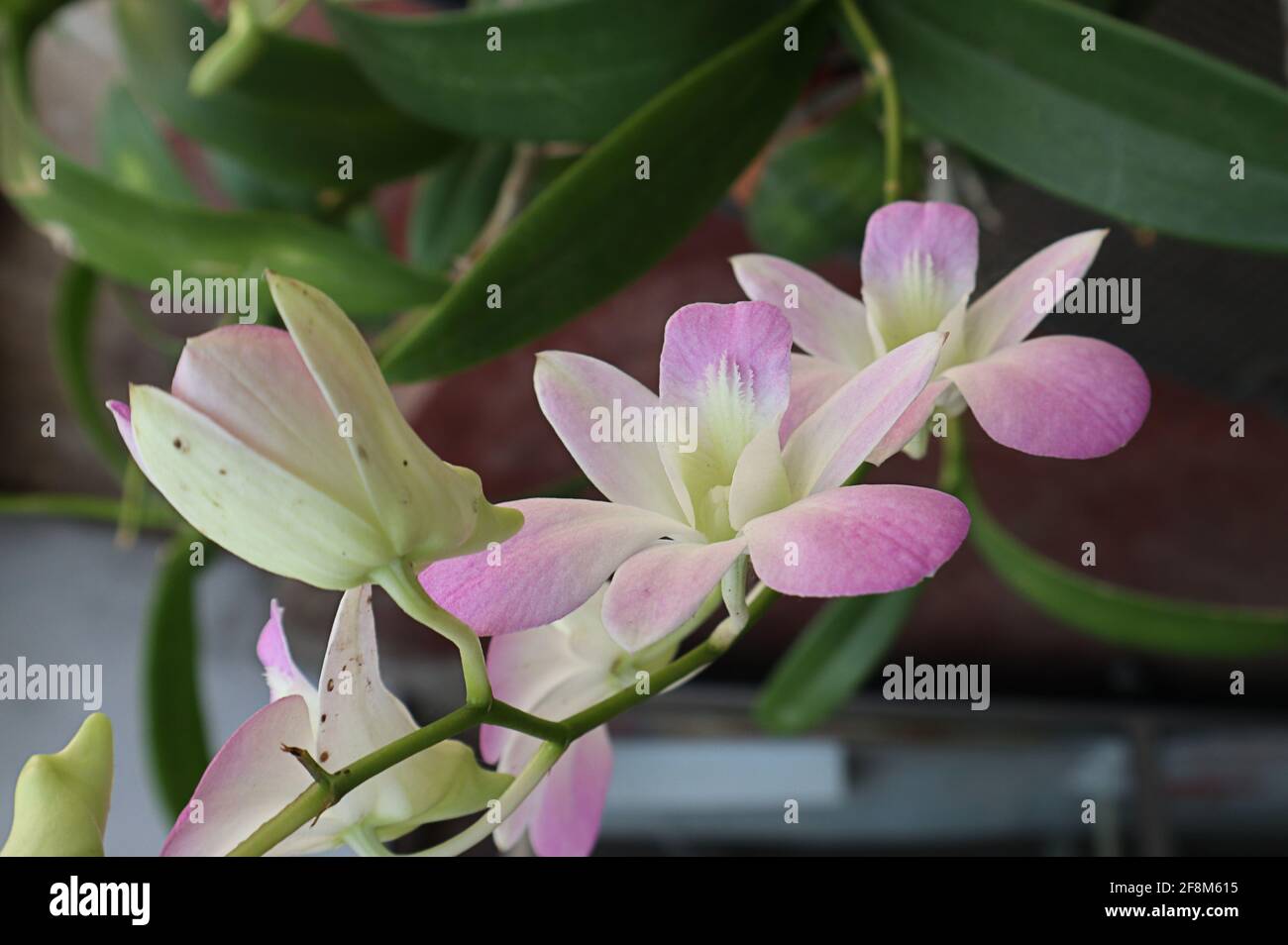 Nahaufnahme einer Creme gemischt helllila Farbe Orchidee Blumenstrauß Stockfoto