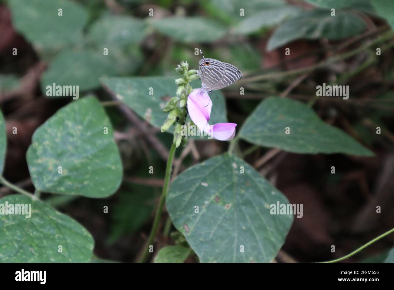 Ein silbernes gemeines Cerulean auf einer wilden Blume bereit zu Vorschub Stockfoto