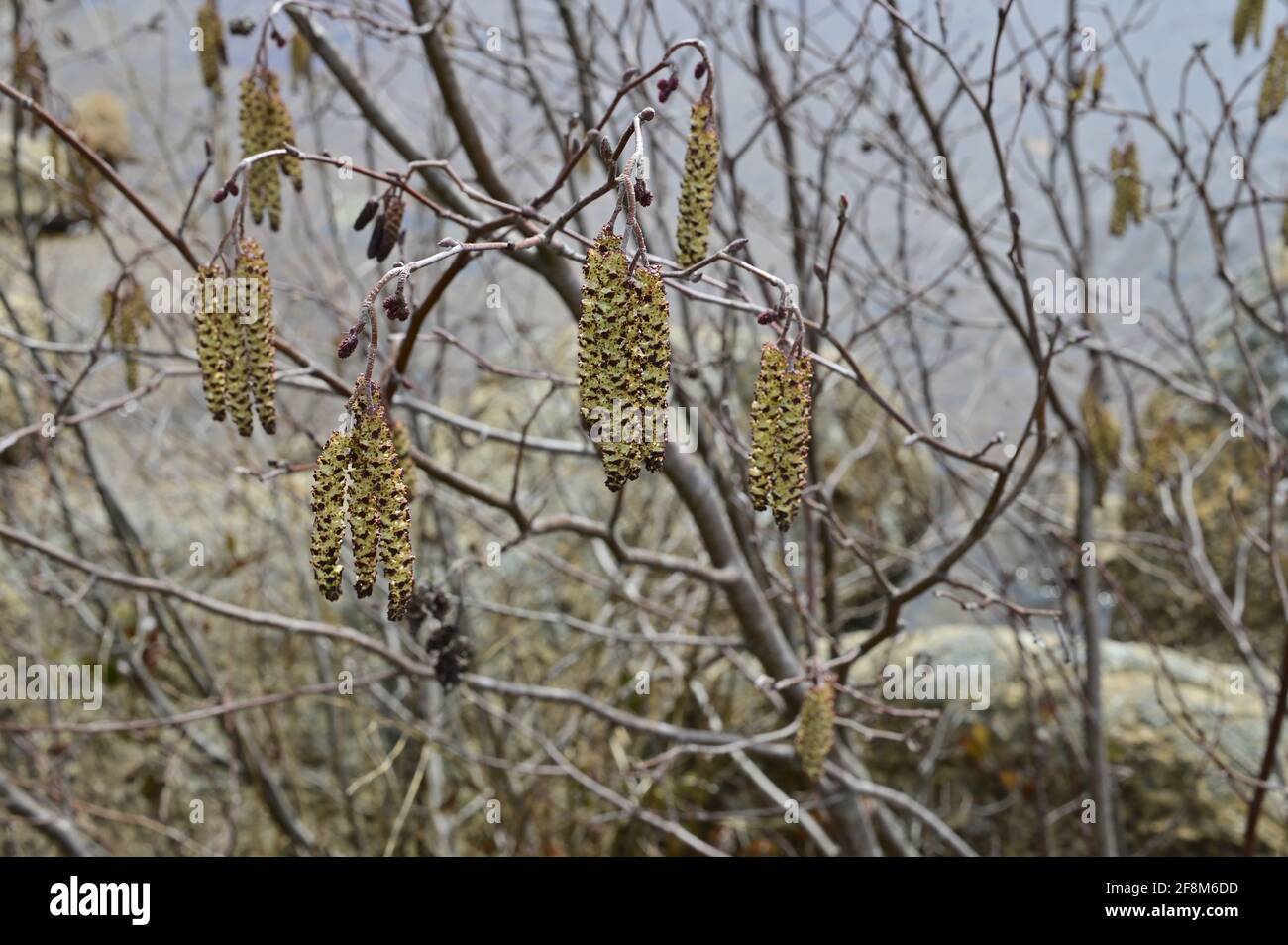 Birkenohrringe Baumdetails aus der Nähe. Frühlingswald. Stockfoto