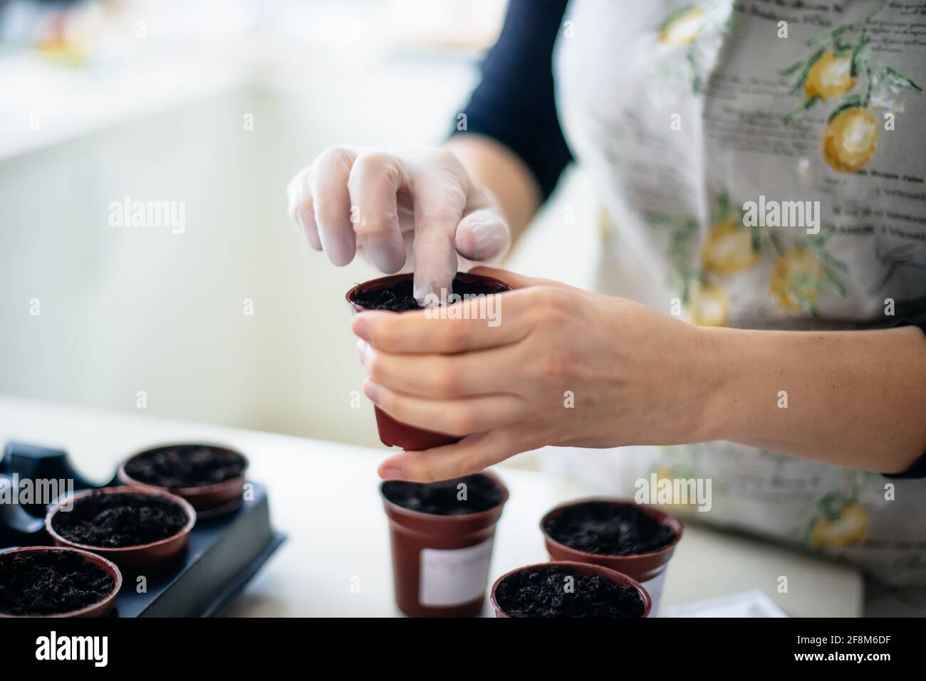 No Face Frau Pflanzen Samen in kleinen Töpfen in der Küche zu Hause. Vorbereitung für neue Küchengartensaison. Aussaat von Samen. Weicher selektiver Fokus, Kopierbereich. Stockfoto