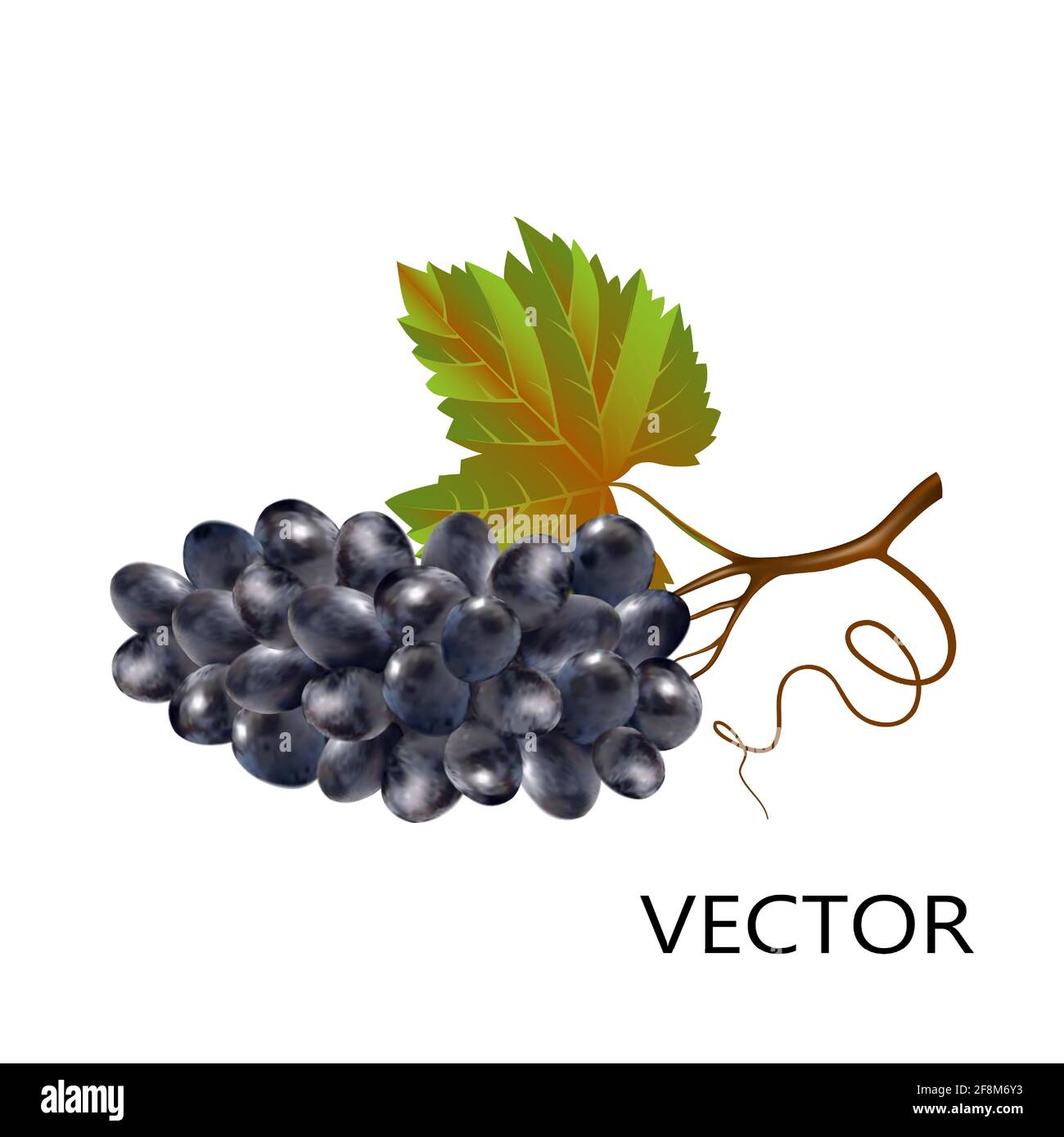 Trauben im 3D-Stil, isoliert auf weißem Hintergrund, Nahaufnahme. Dunkle Weintrauben mit Stiel und Blätter realistische Vektor-Objekt. Stock Vektor