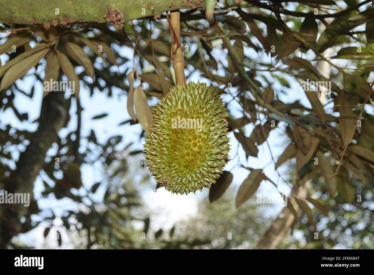 Reifer Monthong Durian (Thailand King of Fruit) auf Baum im landwirtschaftlichen Garten. Selektiver Fokus Stockfoto