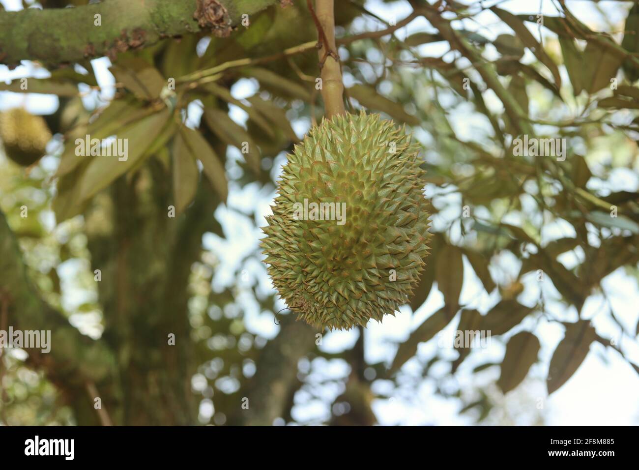 Reifer Monthong Durian (Thailand King of Fruit) auf Baum im landwirtschaftlichen Garten. Selektiver Fokus Stockfoto