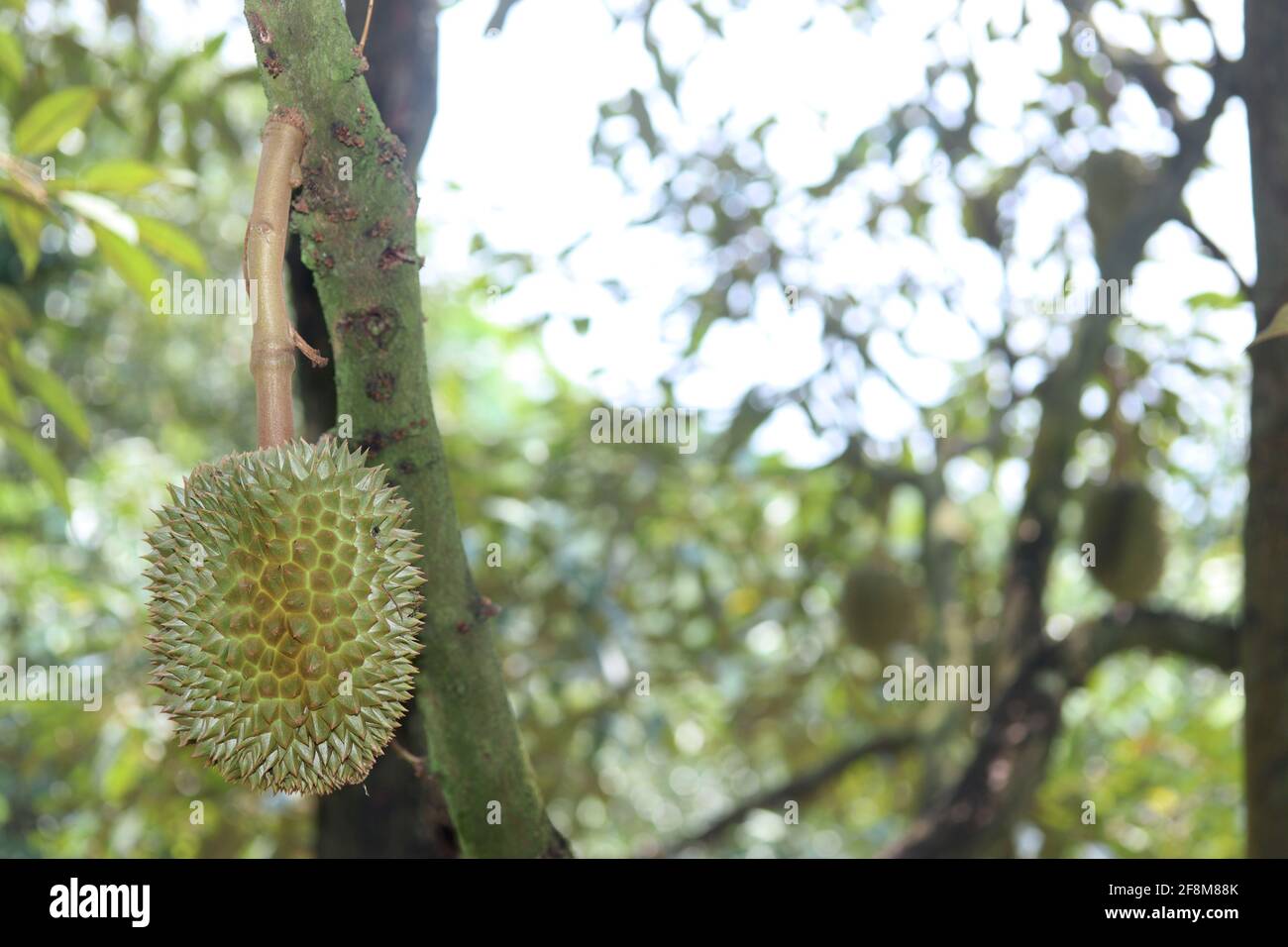 Reifer Monthong Durian (Thailand King of Fruit) auf Baum im landwirtschaftlichen Garten. Selektiver Fokus Stockfoto