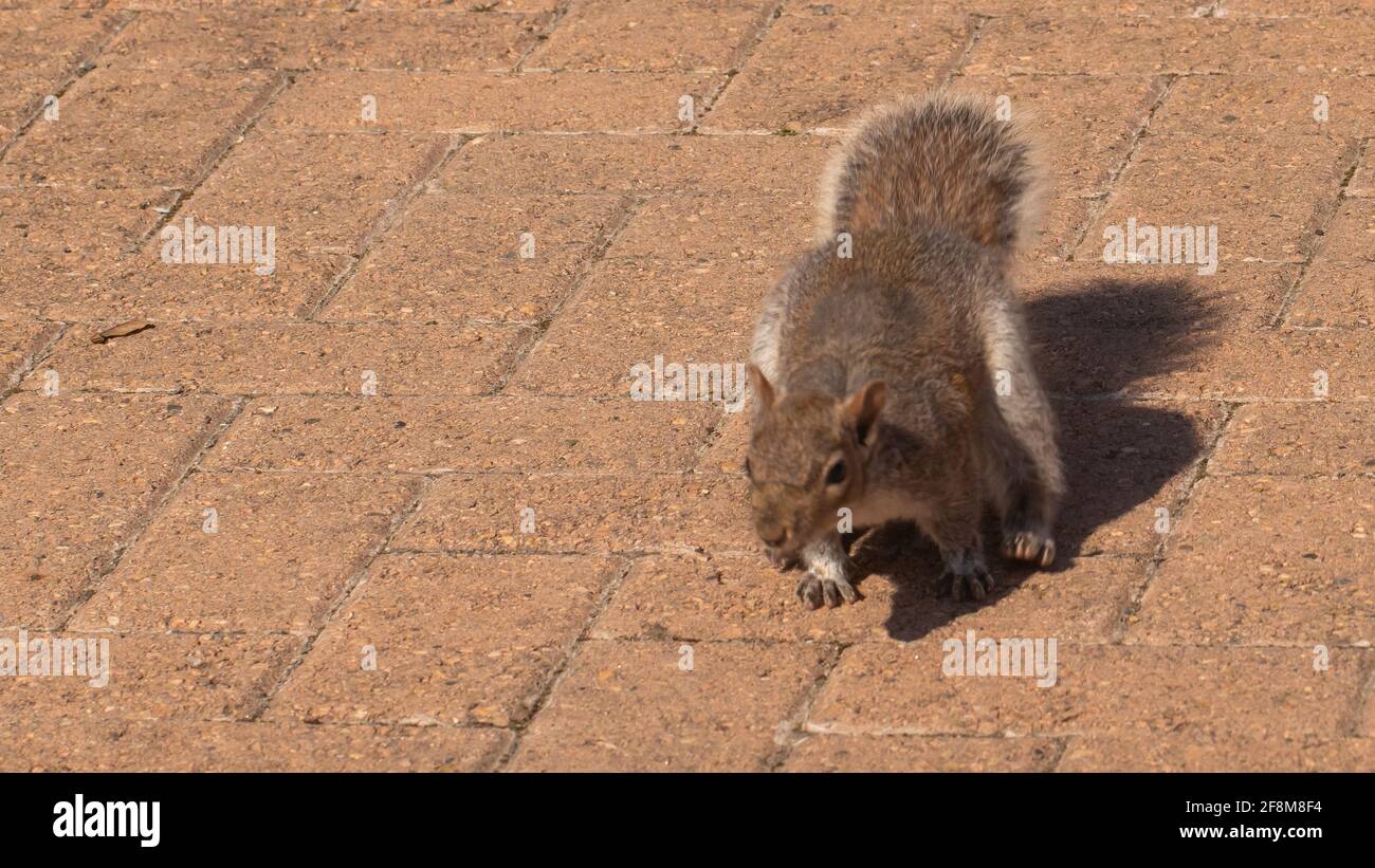 Graues Eichhörnchen auf einem Ziegelboden Stockfoto