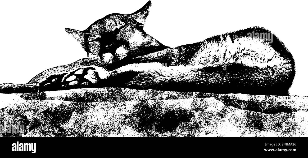 Mountain Lion liegend schlafend Illustration in schwarz auf weiß Hintergrund Stock Vektor