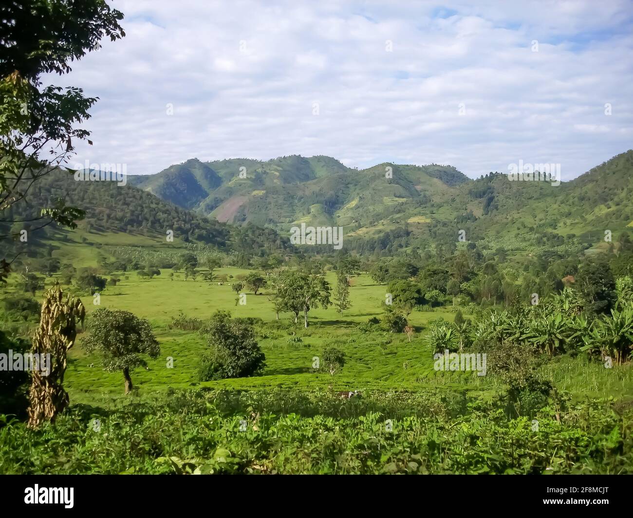 Die majestätischen Berge und Regenwälder des Bwindi Impenetrable National Park in Uganda, Ostafrika. Stockfoto