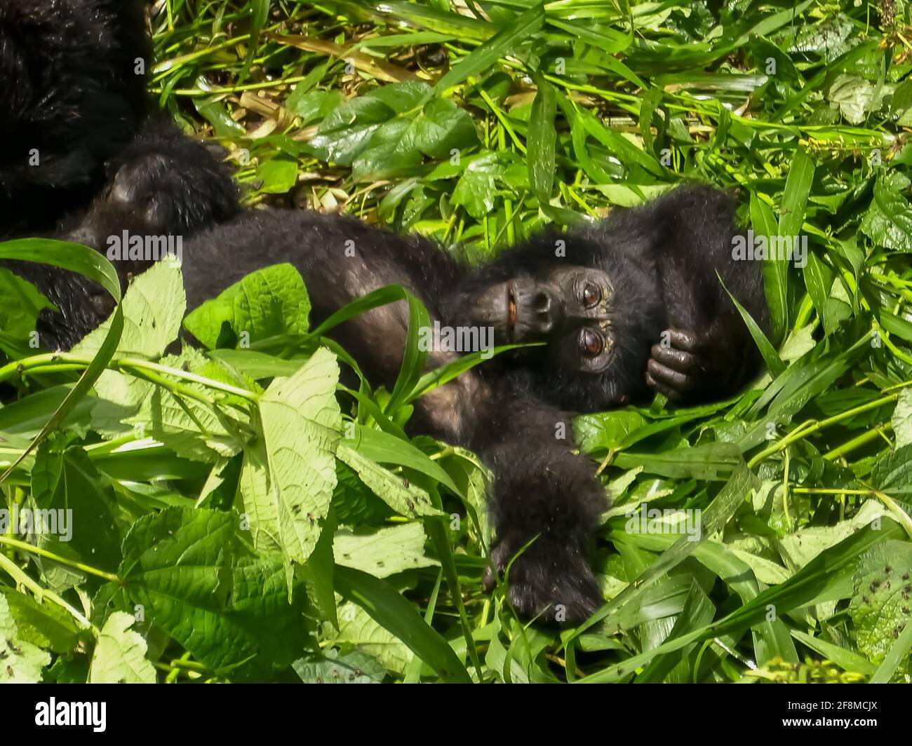 Entspannender, jugendlicher Gorilla. Eine der rund 400 bedrohten Eastern Mountain Gorillas, die im Bwindi Impenetrable National Park in Uganda leben Stockfoto