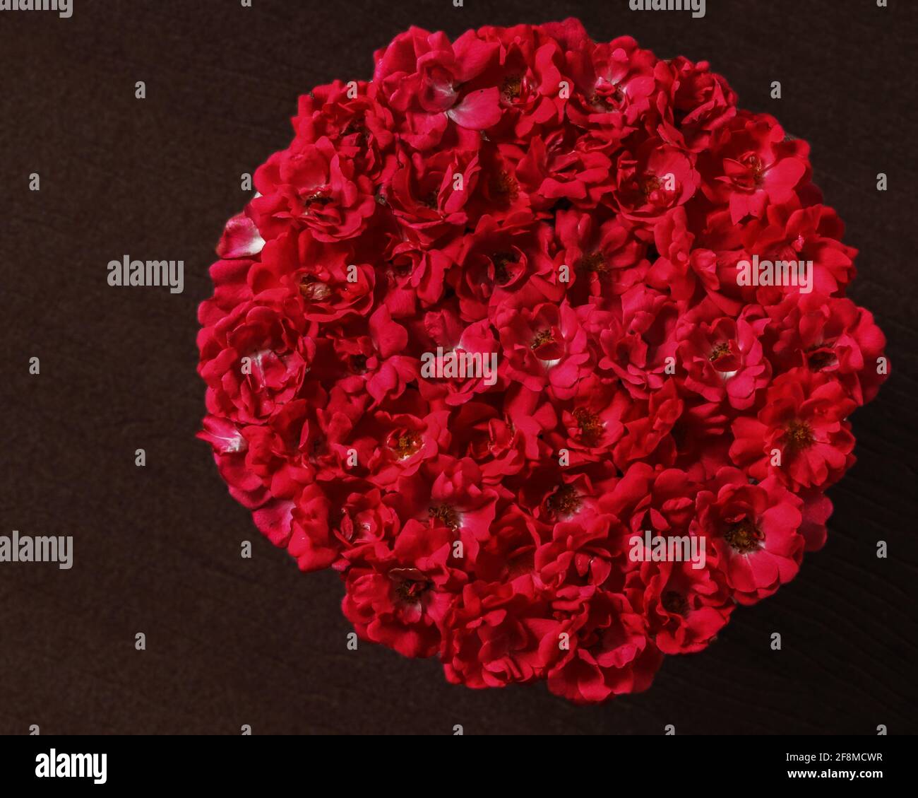 Rote Rosen zu einem kreisförmigen Muster mit dunklem Hintergrund versammelt Stockfoto