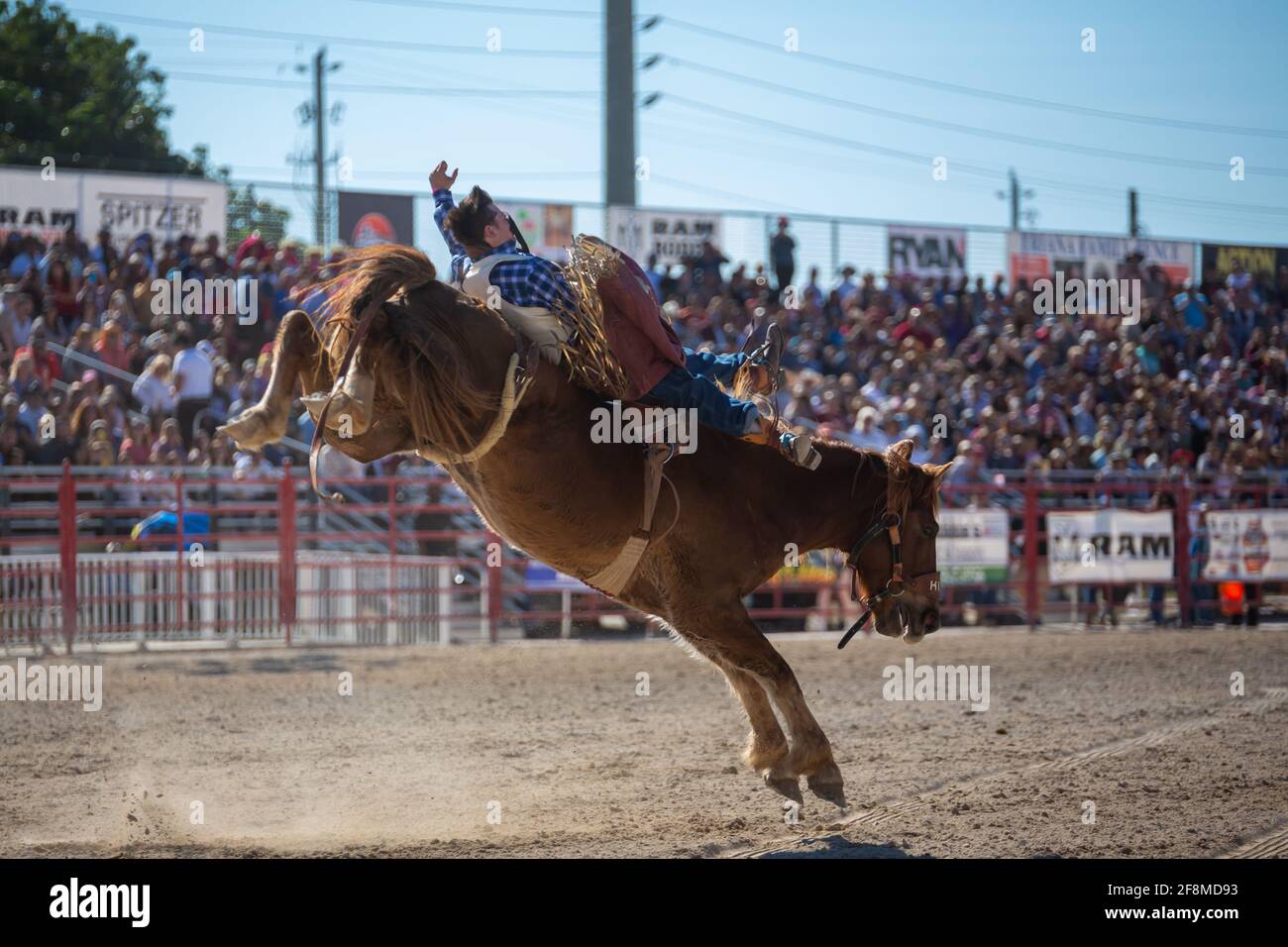Homestead, Florida/USA - 26. Januar 2020: Jährliches Homestead Championship Rodeo, einzigartiges westliches Sportereignis. Bull Riding Wettbewerb auf Homestead. Stockfoto