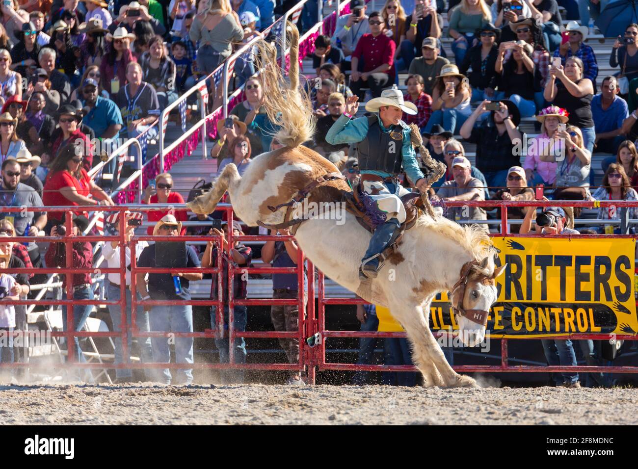 Homestead, Florida/USA - 26. Januar 2020: Jährliches Homestead Championship Rodeo, einzigartiges westliches Sportereignis. Bull Riding Wettbewerb auf Homestead. Stockfoto