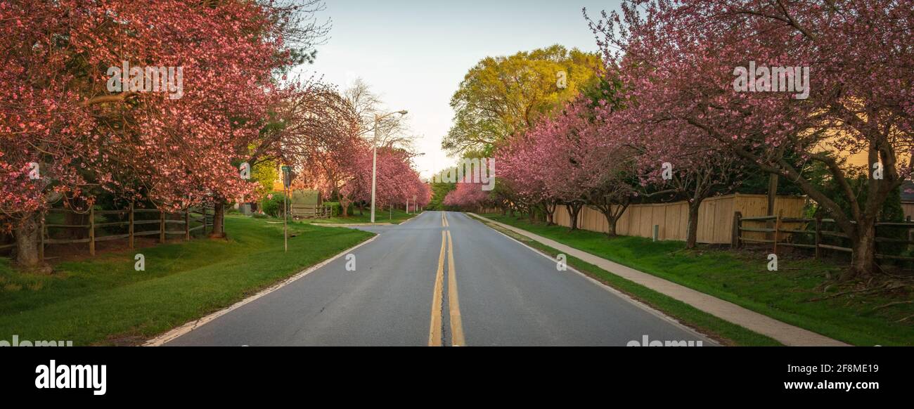 Kirschbäume in voller Blüte säumen beide Seiten einer Vorstadtstraße in Montgomery County, Maryland. Stockfoto