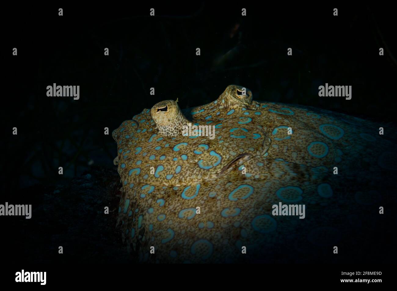 Pfauenflunder (Bothus lunatus) Am Riff vor der niederländischen Karibikinsel Sint Maarten Stockfoto