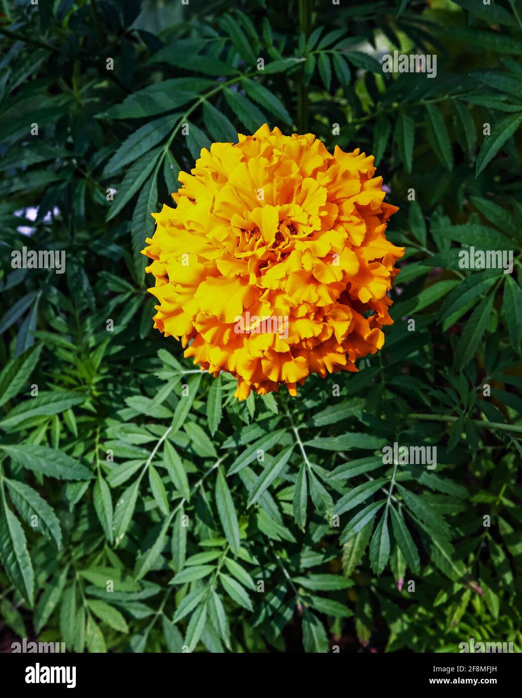 Ringelblume blüht im Garten Stockfoto