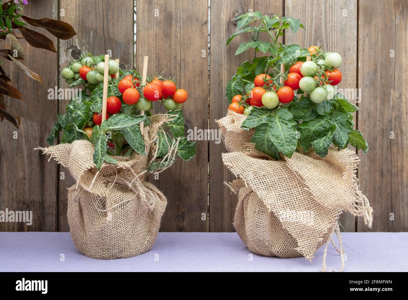 Reife Kirschtomate, die in EINEM Topf auf dem Tisch wächst Stockfoto
