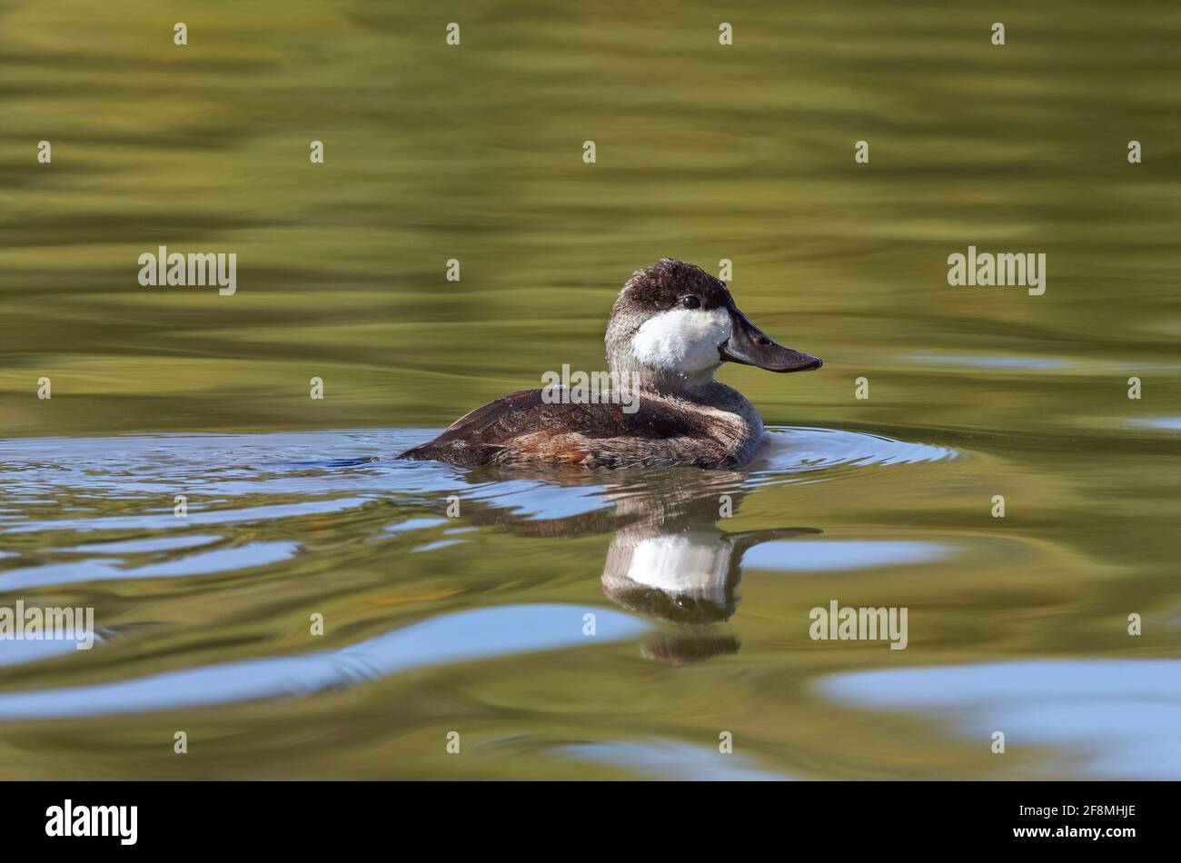 Ein Ruddy Duck drake im nicht brütenden Gefieder, der in der Herbstsaison in einem grünen See schwimmt. Stockfoto