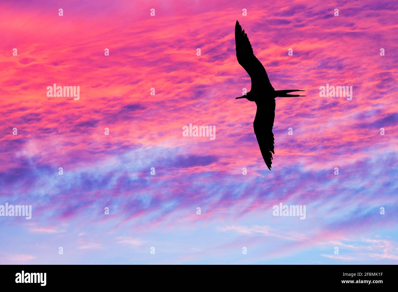 Ein einziger Vogel fliegt mit Flügeln, die sich in Silhouetten ausbreiten Ein lebendiger, farbenfroher Sonnenuntergang am Himmel Stockfoto