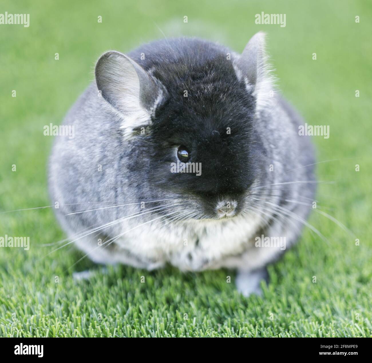 Inländische Chinchilla, die auf Gras steht und die Kamera anschaut. Stockfoto