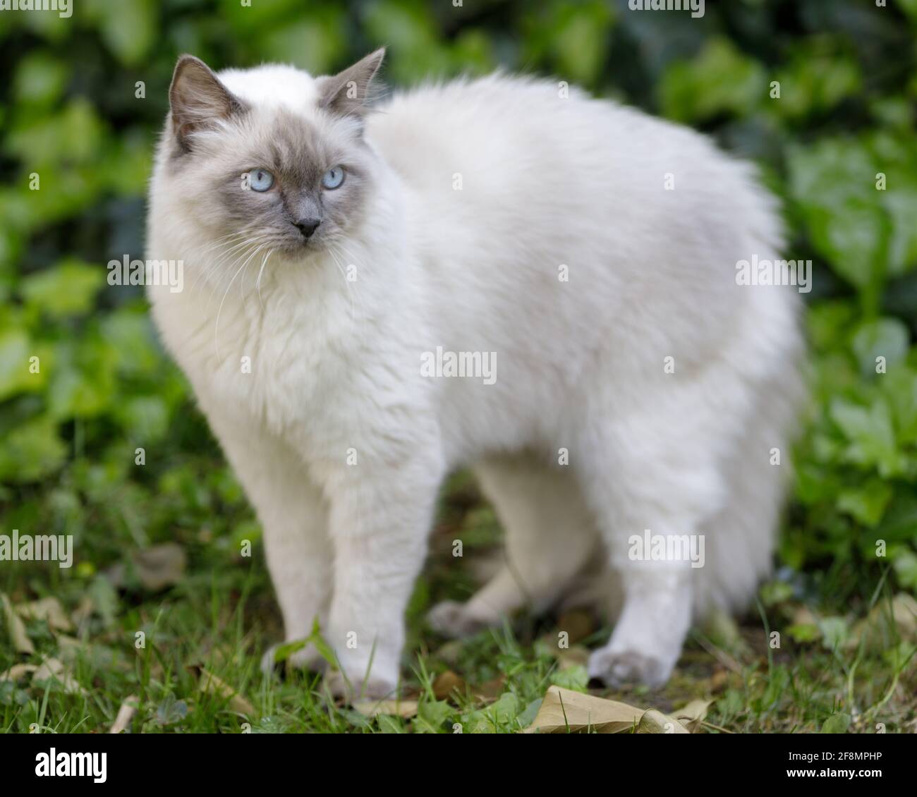 1-jährige männliche Ragdoll-Katze mit gewölbtem Rücken. Im Freien in Nordkalifornien. Stockfoto
