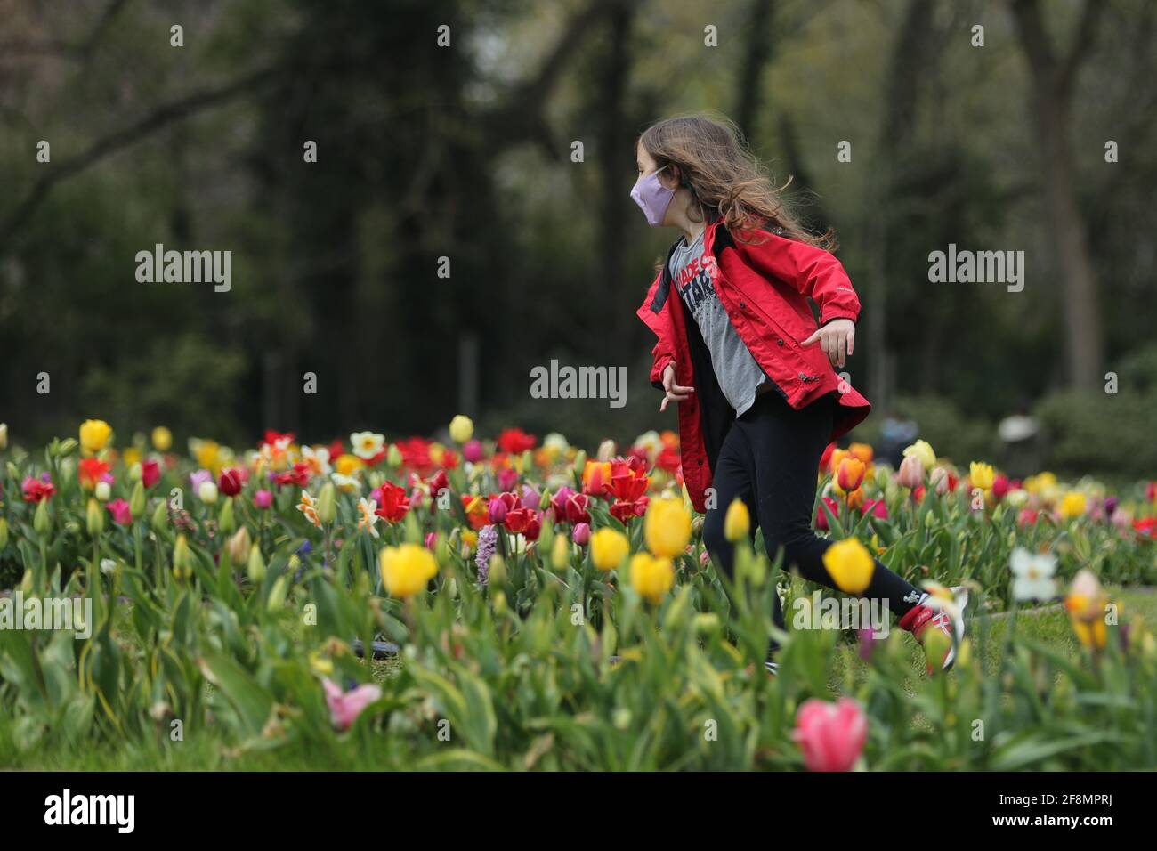 Brüssel, Belgien. April 2021. Ein Mädchen rennt im Floralia Brussels oder bei der 18. Ausgabe der internationalen Blumenausstellung im Grand Bigard Castle in der Nähe von Brüssel, Belgien, am 14. April 2021 zwischen den Blumen. Die Ausstellung dauert bis zum 2. Mai. Der 14 Hektar große Park beherbergt mehr als eine Million Blumen mit fast 400 Tulpenarten. Hyazinthen und Narzissen sind ebenfalls gut vertreten. Quelle: Zheng Huansong/Xinhua/Alamy Live News Stockfoto